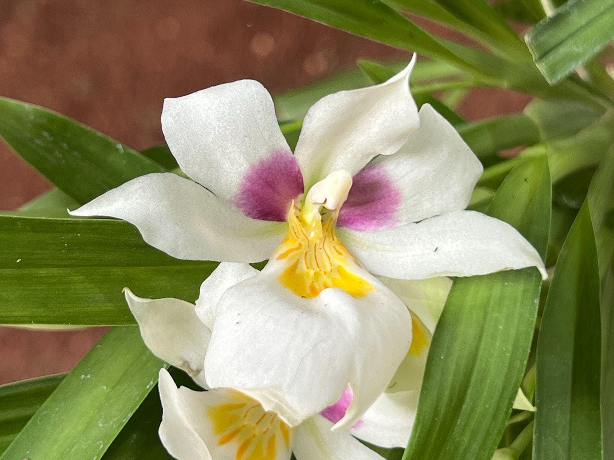 Cali Orquídeas